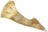 Bargain, Fossil Sawfish (Onchopristis) Rostral Barb - Morocco #311218-1